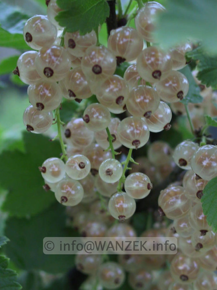 Johannisbeeren weiss Weisse Versailler 01.jpg